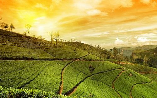 選購?fù)寥婪柿纤贉y儀要注意哪些細(xì)節(jié)？土壤肥料速測儀的使用方法！