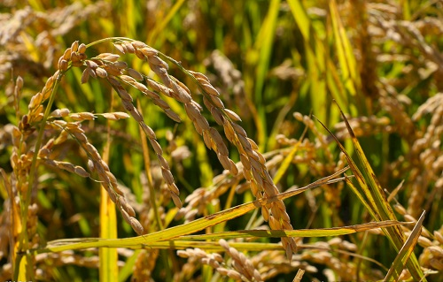 土壤測試儀檢測水稻土，促進水稻增產(chǎn)增收