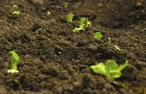 高智能土壤養(yǎng)分檢測儀助力土壤質(zhì)量摸底（土壤養(yǎng)分檢測儀可檢測的項目）