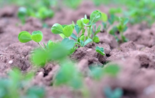 不知道土壤團粒結(jié)構(gòu)分析儀的作用的看此文（如何使用土壤團粒結(jié)構(gòu)分析儀研究土壤團粒結(jié)構(gòu)）