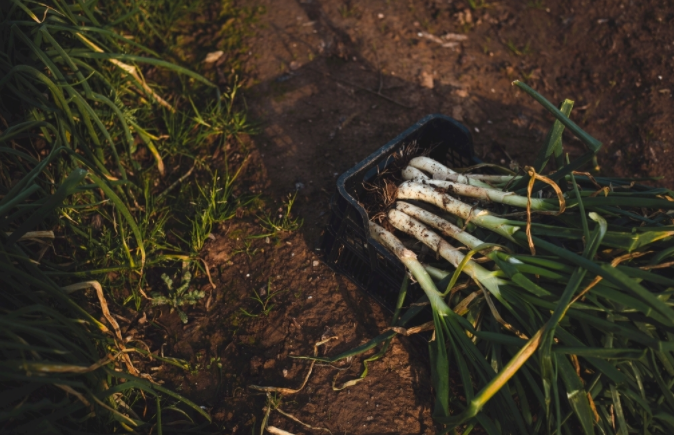 利用土壤緊實度儀改善土壤的緊實度環(huán)境，恢復(fù)土壤活力