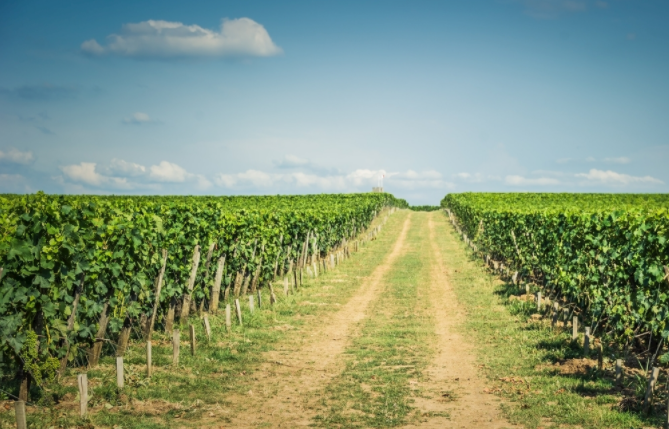 你的果園土壤健康嗎? 建議用土壤養(yǎng)分速測儀來測一測!